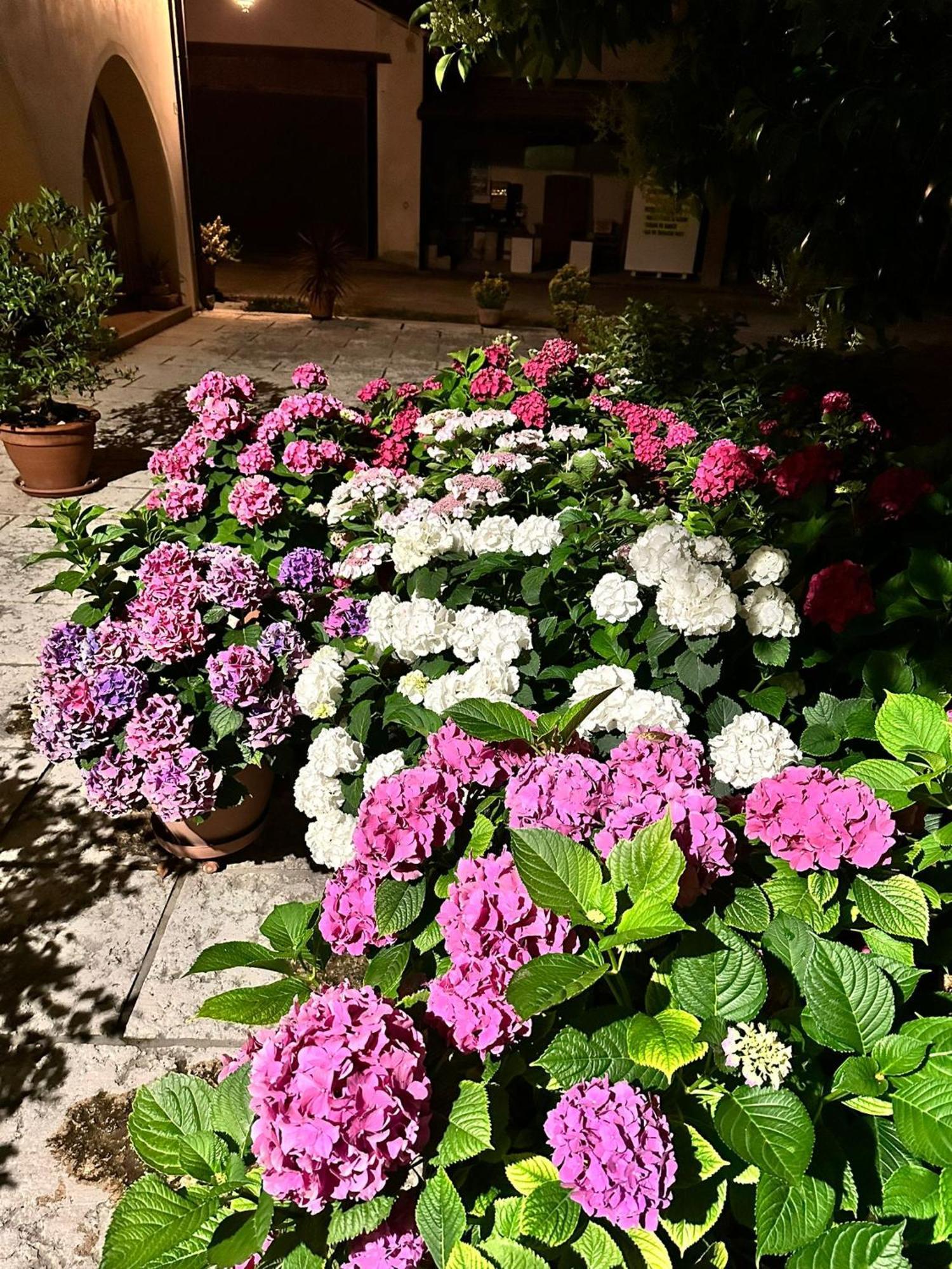 B&B Le Ortensie Castagnole Εξωτερικό φωτογραφία